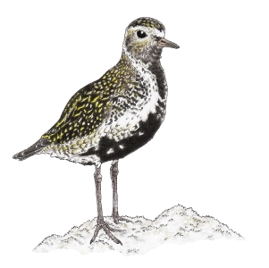 European golden plover (Pluvialis apricaria)