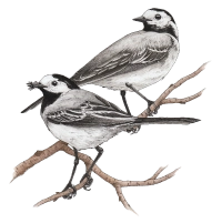 White wagtail (Motacilla alba)