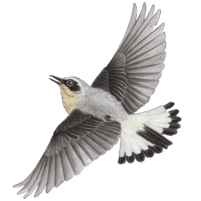 Northern wheatear (Oenanthe oenanthe)