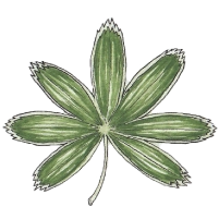 Alpine lady's-mantle (Alchemilla alpina) Alpine lady's-mantle (Alchemilla alpina)