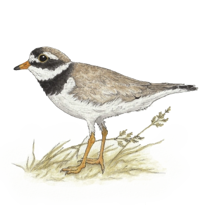 Common ringed plover (Charadrius hiaticula)