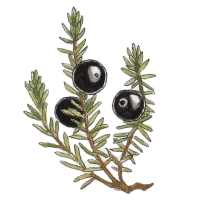 Crowberry (Empetrum nigrum) Crowberry (Empetrum nigrum)