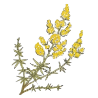 Lady's bedstraw (Galium verum) Lady's bedstraw (Galium verum)