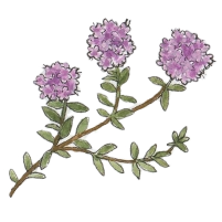 Mother-of-Thyme (Thymus praecox) Mother-of-Thyme (Thymus praecox)