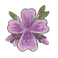 Mother-of-Thyme (Thymus praecox)