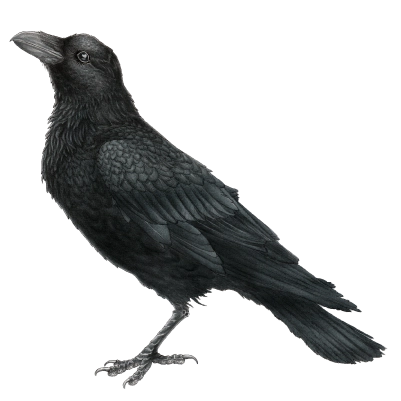 Raven (Corvus corax)