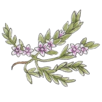 Sea Milkwort (Glaux maritima)