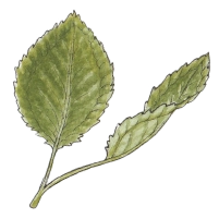 Snowline wintergreen (Pyrola minor)