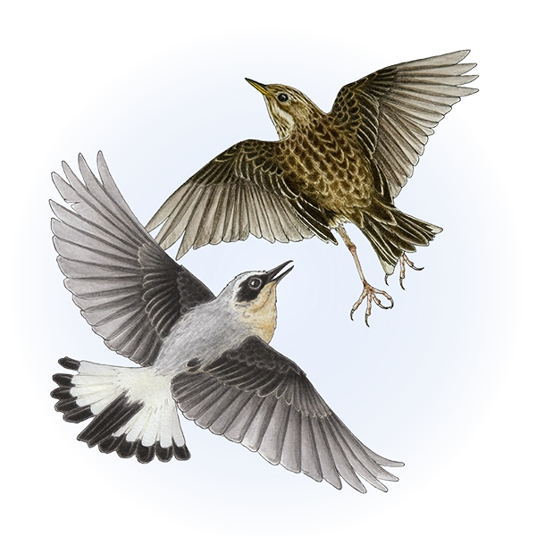 Northern wheatear (Oenanthe oenanthe) and Meadow pipit (Anthus pratensis)