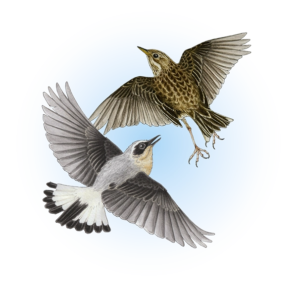 Northern wheatear (Oenanthe oenanthe) and Meadow pipit (Anthus pratensis)